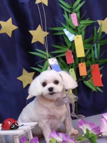 20230726サクラちゃん